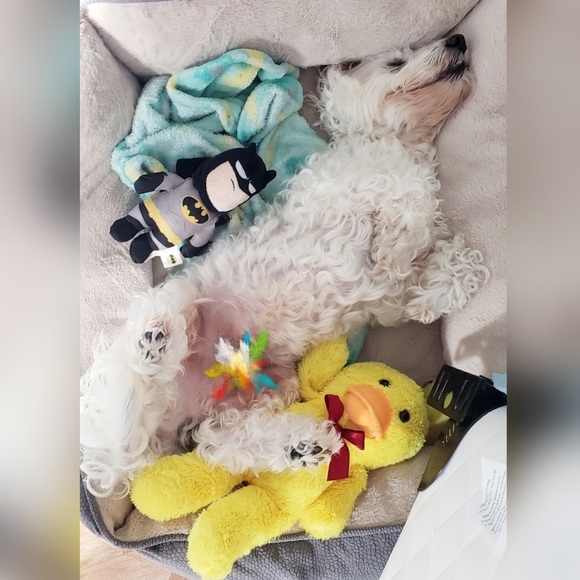 Meet your Posher, Clarity & Frosty Little Divo🐾💙 - Picture 14 of 16